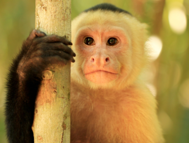 Maimuța – animal de putere